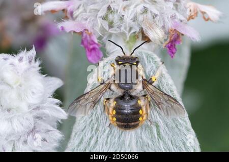 Wollbiene (Anthidium manicatum, Anthidium maculatum), Männchen am wolligen Lammohr (Stachys byzantina), Deutschland Stockfoto