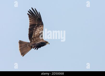 Schwarzohrdrachen, Schwarzer Drachen, Gelbschnabeldrachen (Milvus migrans lineatus, Milvus lineatus), fliegend in der Luft, mit oberem Flügelmuster, Japan, Stockfoto