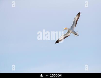 Australische Gannet, Australasian Gannet (Morus Serrator, Sula Serrator), Erwachsene drehen in der Luft bereit zum Tauchen, Neuseeland, Northern Island Stockfoto