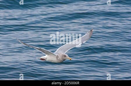 Wassermöwe (Larus glaucescens), Erwachsener im Winter Gefieder, der tief über der Meeresoberfläche fliegt, Japan, Hokkaido Stockfoto