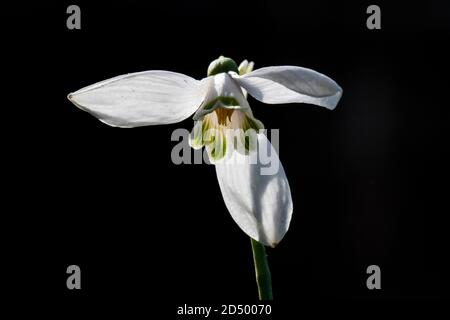 Woronows Schneeglöckchen (Galanthus woronowii), Blume vor schwarzem Hintergrund, Niederlande Stockfoto