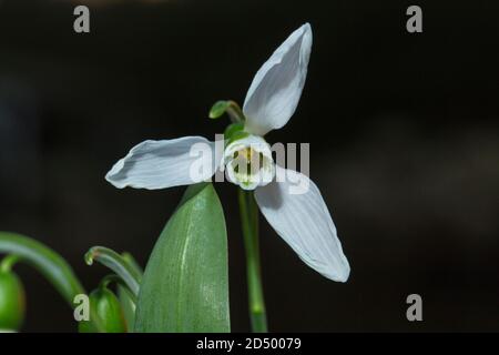 Riesenschneeglöckchen, großer Snodrop (Galanthus elwesii), Blume vor schwarzem Hintergrund, Niederlande Stockfoto