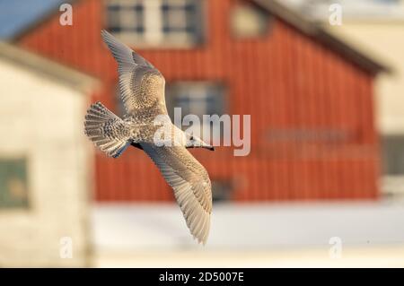 Wassermöwe (Larus hyperboreus), Erstwinterflug vor Hafengebäuden, Norwegen, Finnmark, Varangerfjord Stockfoto