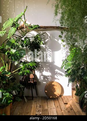 Blick auf die Zimmerpflanze Monstera im Wohnzimmer mit Holzboden. Innenanlage durch das Sonnenlicht beleuchtet. Gemütlicher Hausgarten Stockfoto