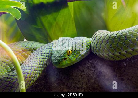 Die großäugige Pitviper (Trimeresurus macrops) ist eine giftige Pit-Viper-Art, die in Südostasien endemisch ist. Stockfoto