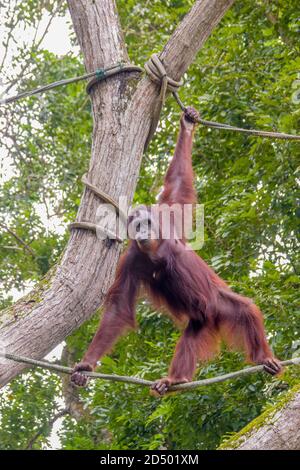 Bornean Orangutan (Pongo pygmaeus) steht am Seil. S vom Aussterben bedrohte Arten, mit Entwaldung, Palmölplantagen. Stockfoto