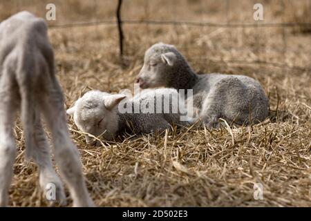 Drei schläfrige Lämmer liegen auf trockenem Gras Stockfoto