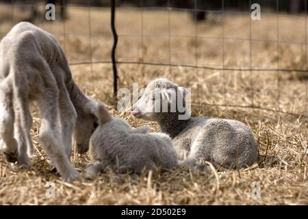 Drei schläfrige Lämmer liegen auf trockenem Gras Stockfoto