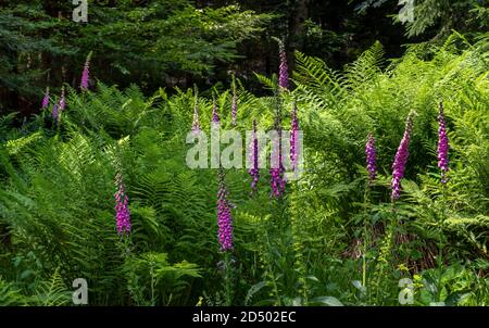 Blühender roter Fuchshandschuh inmitten großer Farne Stockfoto