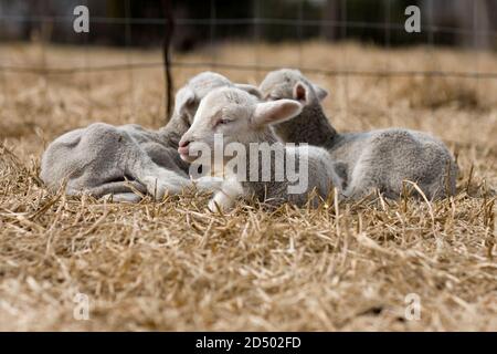 Drei schläfrige Lämmer liegen auf trockenem Gras Stockfoto