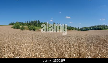 Ripe brown wheat grain field in hilly rural landscape Stockfoto