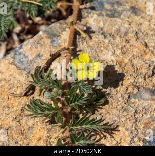 Tribulus terrestris, Devils Thorn Pflanze in Blume Stockfoto