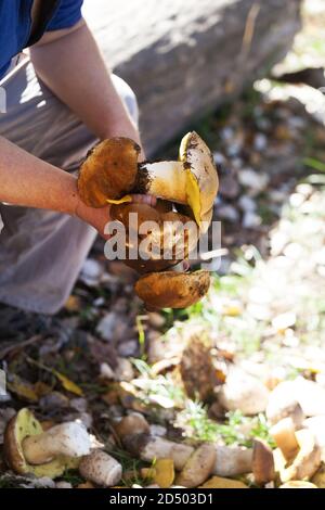 Steinpilze in der Hand von Pilzsammler im Wald in der Herbstsaison. Ernte von essbaren Pilzen im Herbstwald an sonnigen Tagen gefunden. Stockfoto