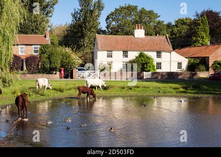 Freilandrinder grasen durch Ententeich auf einem Land Dorf grün von alten Hütten übersehen. Nonne Monkton, York, North Yorkshire, England, Großbritannien Stockfoto