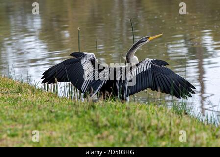 Australasian Darter (Anhinga novaehollandiae) Vogel trocknet Flügel nach der Fütterung an den Ufern des Murray River, New South Wales, Australien Stockfoto