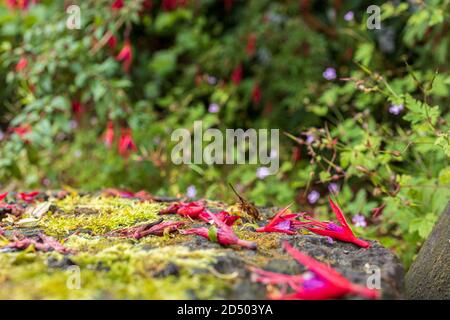 Hardy fuchsia, Kolibri fuchia, fuschia magellanica, mit Regentropfen, wächst auf Hecken in Louisburgh, County Mayo, Irland Stockfoto