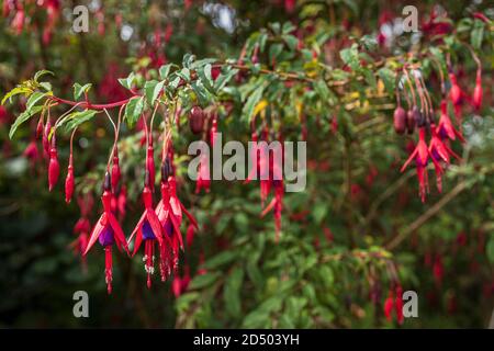 Hardy fuchsia, Kolibri fuchia, fuschia magellanica, mit Regentropfen, wächst auf Hecken in Louisburgh, County Mayo, Irland Stockfoto