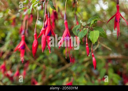 Hardy fuchsia, Kolibri fuchia, fuschia magellanica, mit Regentropfen, wächst auf Hecken in Louisburgh, County Mayo, Irland Stockfoto