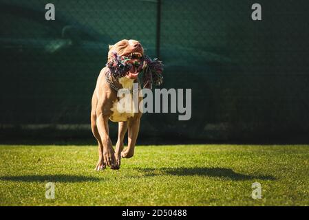 Hund läuft im Hinterhof, amstaff Terrier mit Seil Spielzeug Stockfoto