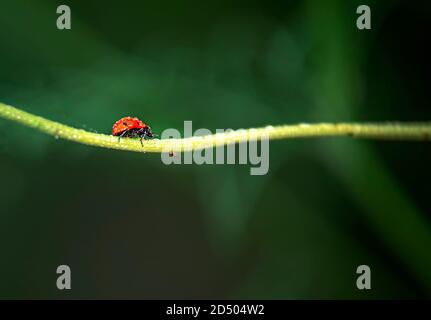 Coccinellidae ist eine weit verbreitete Familie kleiner Käfer mit einer Größe von 0.8 bis 18 mm. Stockfoto