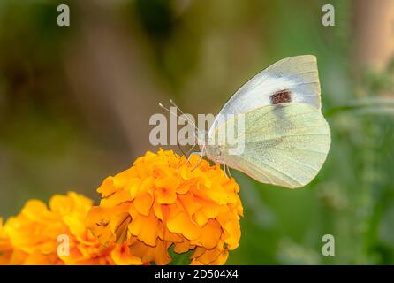 Pieris canidia, der indische Kohlweiß, ist ein Schmetterling aus der Familie der Pieridae, die in Indien, Nepal und Indochina gefunden wurde. Stockfoto