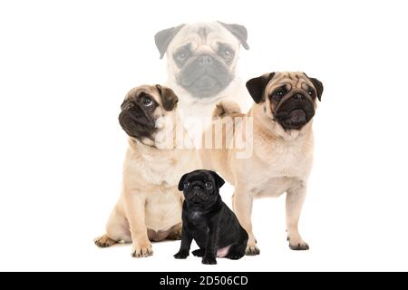 Mops Kombination mit sitzenden schwarzen Mops Welpen und Erwachsenen sitzen, stehend Mops und Mops Porträt auf weißem Hintergrund Stockfoto