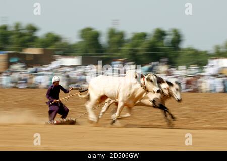 Rawalpindi. Oktober 2020. Ein pakistanischer Bauer führt seine Bullen, während er in einem traditionellen Stierrennen am Stadtrand von Rawalpindi in Pakistans Ost-Punjab Provinz am 12. Oktober 2020 konkurriert. Quelle: Ahmad Kamal/Xinhua/Alamy Live News Stockfoto