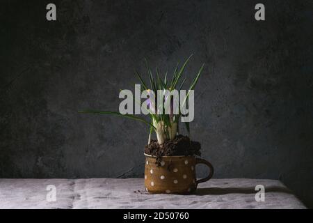 Blume lila Krokusse in Keramik Becher stehen auf Leinen Tischdecke in dunklen Zimmer. Feder Innenausstattung. Stockfoto