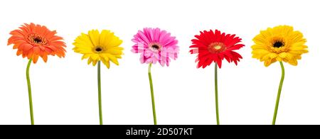 Gerbera Blumen Gruppe isoliert auf weißem Hintergrund Stockfoto