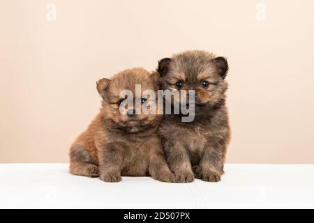 Zwei niedliche pommersche Welpen Hunde Blick auf die Kamera auf Ein cremefarbener Hintergrund Stockfoto