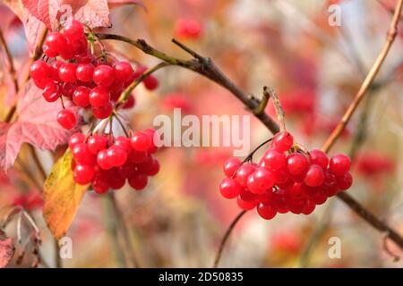 Rote Viburnum bunche mit reifen Beeren hängt am Ast Vorne verwischen Herbst Hintergrund Nahaufnahme Stockfoto