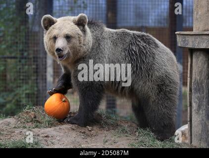 Lucy, eine von zwei geretteten 19 Monate alten Braunbären Jungen, spielt gerne mit einem Kürbis als Teil ihrer Bereicherung im Wildwood Trust in Herne Bay, Kent. Das verwaiste Paar, das verlassen und allein in einer Schneewehe in den albanischen Bergen gefunden wurde, akklimatisiert sich an das Vertrauen in ihr neues Leben in Großbritannien, bevor es nächstes Jahr in ein festes Zuhause umzieht. Stockfoto