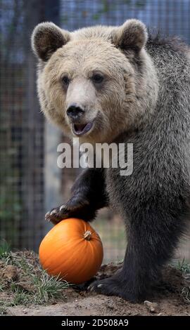 Lucy, eine von zwei geretteten 19 Monate alten Braunbären Jungen, spielt gerne mit einem Kürbis als Teil ihrer Bereicherung im Wildwood Trust in Herne Bay, Kent. Das verwaiste Paar, das verlassen und allein in einer Schneewehe in den albanischen Bergen gefunden wurde, akklimatisiert sich an das Vertrauen in ihr neues Leben in Großbritannien, bevor es nächstes Jahr in ein festes Zuhause umzieht. Stockfoto