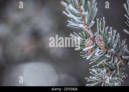 Gefrorener Tannenzweig mit Zapfen an einem winterlichen Tag Stockfoto