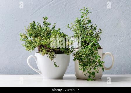 Küche Tisch Topfpflanzen im Garten grüne Vielfalt der thymes in weißer Becher mit weißem Marmortisch. Platz kopieren Stockfoto
