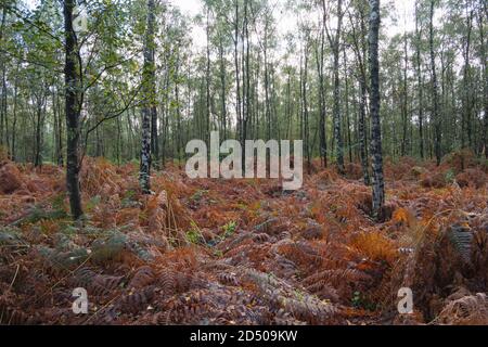 Herbst im Wald mit Farnen auf dem Boden mit Wunderschöne Herbstfarben Stockfoto