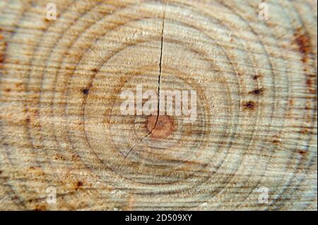 Schöne Holzstruktur des geschnittenen Baumstamms. Nahaufnahme. Horizontale Aufnahme. Stockfoto