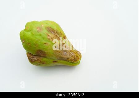 Chayote verwöhnt durch Pilz isoliert auf weißem Hintergrund. Speicherplatz kopieren. Stockfoto