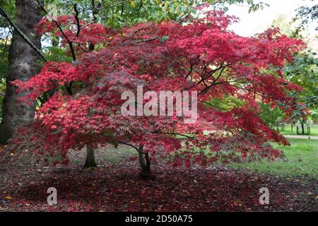 Egham, Großbritannien. Oktober 2020. Ein japanischer Ahornbaum (Acer palmatum) zeigt im Windsor Great Park Laub in kräftigen Herbsttönen von tiefem Rot. Gartenbauer haben eine spektakuläre Herbstfärbung in Großbritannien nach sonnigem Wetter im Frühjahr und September sowie ausreichend Regen im Sommer vorhergesagt. Kredit: Mark Kerrison/Alamy Live Nachrichten Stockfoto