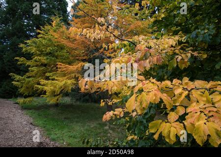 Egham, Großbritannien. Oktober 2020. Ein Baum zeigt Laub in frühen Herbsttönen von Gelb und Braun in Windsor Great Park. Gartenbauer haben eine spektakuläre Herbstfärbung in Großbritannien nach sonnigem Wetter im Frühjahr und September sowie ausreichend Regen im Sommer vorhergesagt. Kredit: Mark Kerrison/Alamy Live Nachrichten Stockfoto