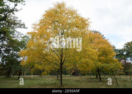 Egham, Großbritannien. Oktober 2020. Graue Birken (Betula alleghaniensis) zeigen Laub in frühen Herbstfarben im Windsor Great Park. Gartenbauer haben eine spektakuläre Herbstfärbung in Großbritannien nach sonnigem Wetter im Frühjahr und September sowie ausreichend Regen im Sommer vorhergesagt. Kredit: Mark Kerrison/Alamy Live Nachrichten Stockfoto