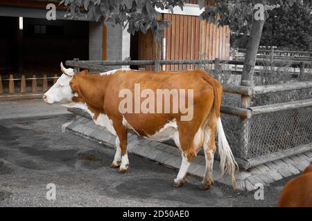 Limpurg Kuh Rasse, in einem Deutschland Zoo Gehege. Stockfoto