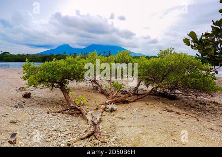 Der Stigi-Baum trägt den wissenschaftlichen Namen Pemphis acidula. Dieser Baum wächst sehr stark in tropischen Klimazonen, vor allem an der Küste Stockfoto