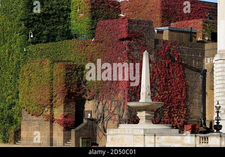 London, England, Großbritannien. Horse Guards Parade - Virginia Creeper (Parthenocissus quinquefolia) ändert Farbe als Herbst kommt - Anfang Oktober 2020. Royal Stockfoto