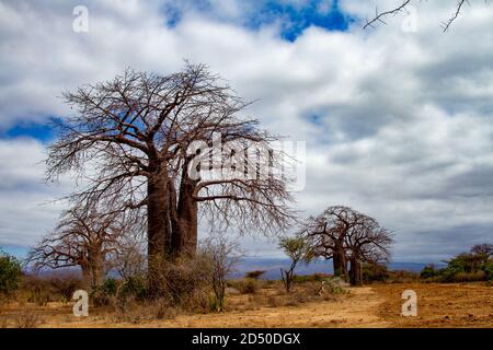 Affenbrotbaum (Adansonia digitata). Dieser Baum ist in den heißen, trockenen Regionen südlich der Sahara gefunden. Es hat einen großen Kofferraum für die Speicherung von Wasser. Foto Stockfoto