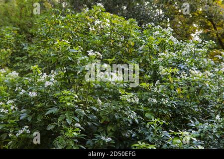 Choisya ternata / mexikanische Orangenblüte Stockfoto