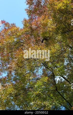 Fraxinus angustifolia 'Raywood' - Blätter wechseln im Herbst ihre Farbe Stockfoto