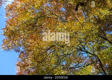 Fraxinus angustifolia 'Raywood' - Blätter wechseln im Herbst ihre Farbe Stockfoto