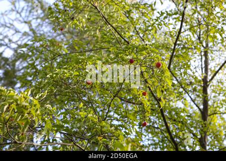 Cornus 'Norman Hadden' im Herbst/Herbst, mit Früchten Stockfoto