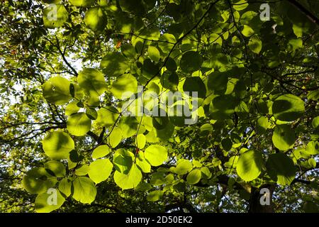 Styrax obassia / duftender schneebellbaum - große, breit eiige Blätter Stockfoto